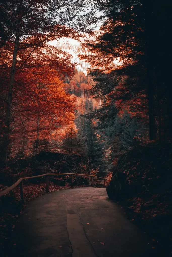 Free Amazing Fall Wallpapers For iPhone