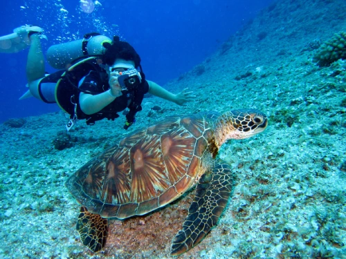 under water diving taking picture