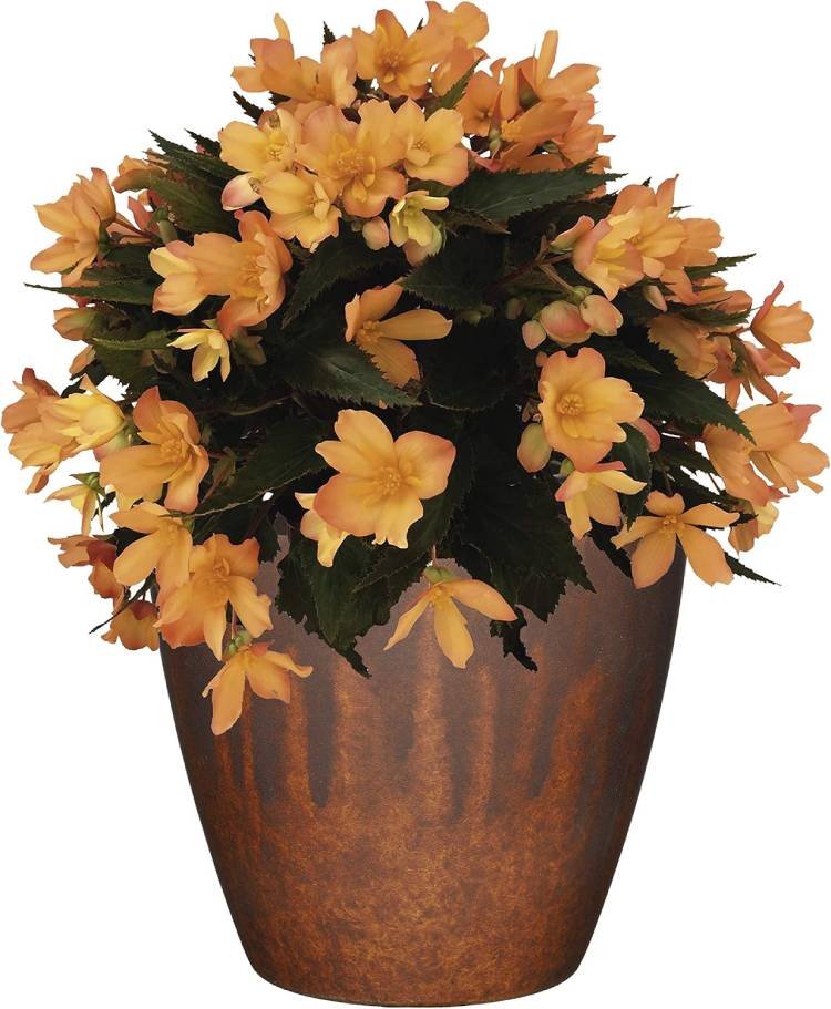 Classic Home and Garden Premiere Collection Planter